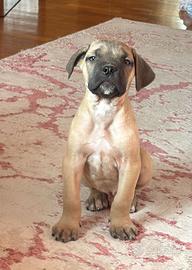Cucciolo cane corso
