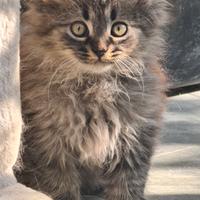 Gatti siberiani