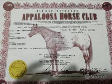 Appaloosa