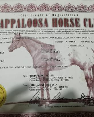 Appaloosa