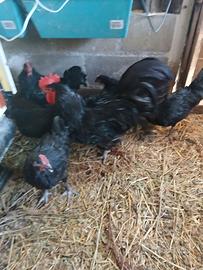 Galline ornamentali ovaiole