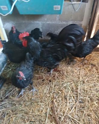Galline ornamentali ovaiole