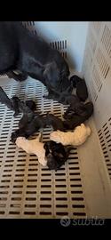 Cane corso