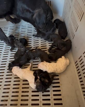 Cane corso