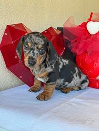 Bassotto cucciolo maschio