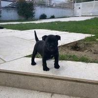 Cuccioli di staffy