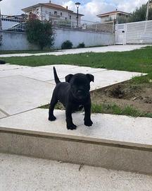 Cuccioli di staffy