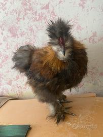 Gallo Moroseta