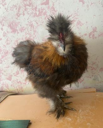 Gallo Moroseta