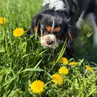 Cane Cavalier King femmina