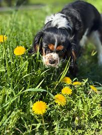 Cane Cavalier King femmina