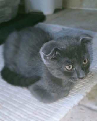 Schottis Fold cuccioli