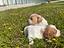 Immagine 3
