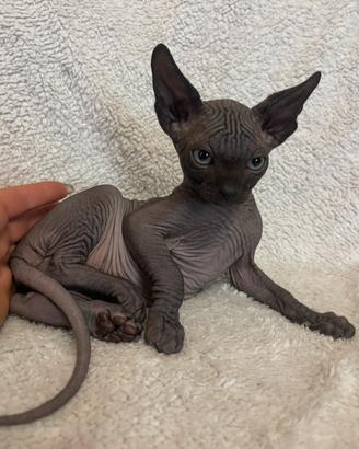 Sphynx
