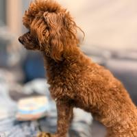 Barboncino femmina Asitica Red 15 mesi adulta