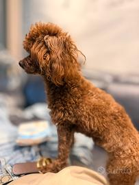 Barboncino femmina Asitica Red 15 mesi adulta