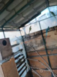 Pulli di parrocchetti dal collare