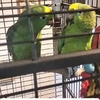 Coppia Amazzoni FRONTE Gialla