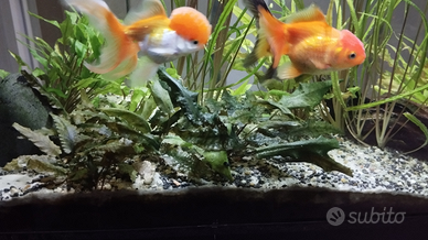 Criptorcorynne crispata e green