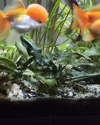 Criptorcorynne crispata e green