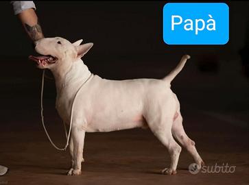 Cucciole di Bull Terrier inglese già disponibili