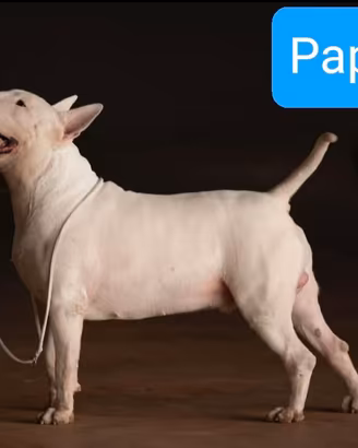 Cucciole di Bull Terrier inglese già disponibili