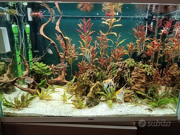 acquario 150 litri ciano 80