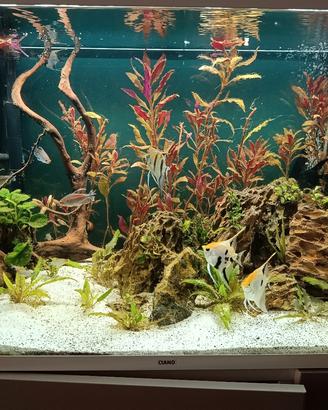 acquario 150 litri ciano 80