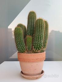 Cactus - Trichocereus Hybride