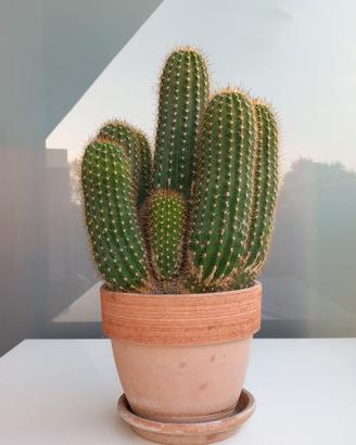 Cactus - Trichocereus Hybride