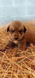 Disponibili cuccioli
