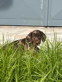 Bassotto Arlecchino Cioccolato ChocoMerle