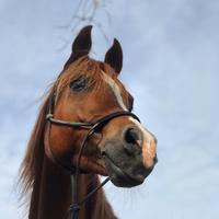 Cavallo Purosangue Arabo