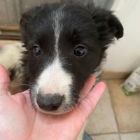 Cucciola border collie