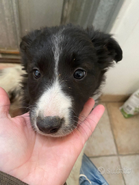 Cucciola border collie