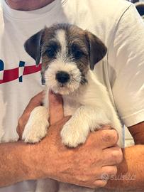 Cuccioli di Jack Russell Terrier