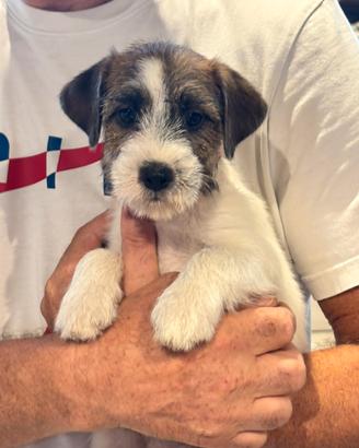 Cuccioli di Jack Russell Terrier