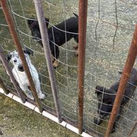 Cuccioli di cane