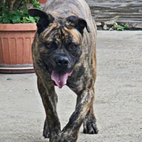 Molosso cane corso manto tigrato