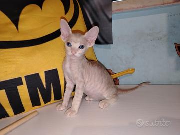 Sphynx