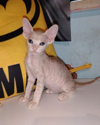 Sphynx