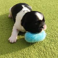 Cuccioli di Shitzu consegna tutta Italia