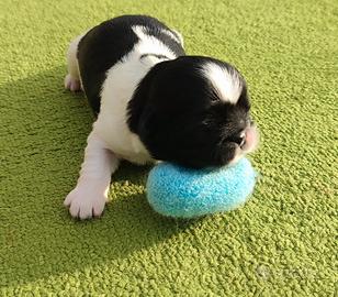 Cuccioli di Shitzu consegna tutta Italia