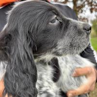 Cucciolo setter inglese