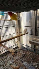 Coppia di inseparabili