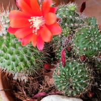 piante e fiori 