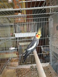 Maschio Calopsite maggiorata