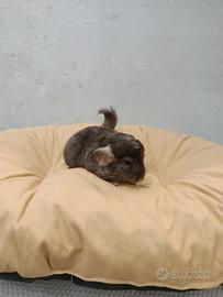Cuccioli di cincillà