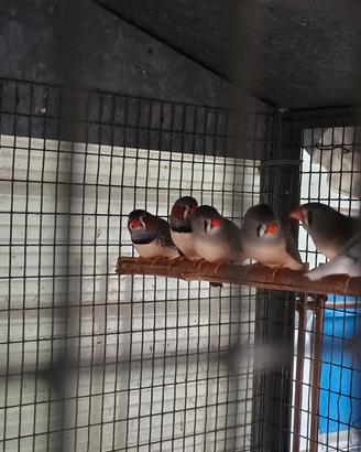 Bengalini diamantini