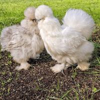 Moroseta Silkie uova